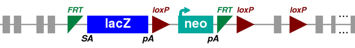 Promotor-driven Knockout first targeted allele