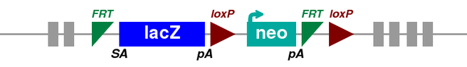 Promotor-driven Non-Conditional targeted allele
