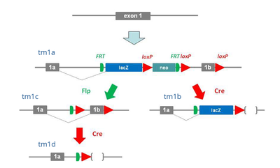 Nomenclature of Artificial Intron Alleles