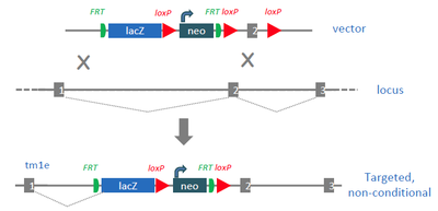 Nomenclature of Non-Conditional Alleles