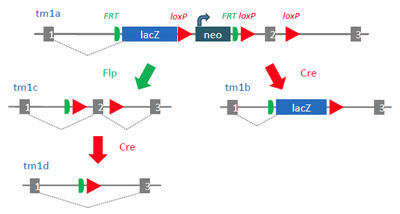 Nomenclature of Promotor Driven Alleles