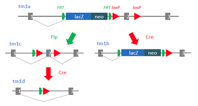 Nomenclature of Promotorless Alleles