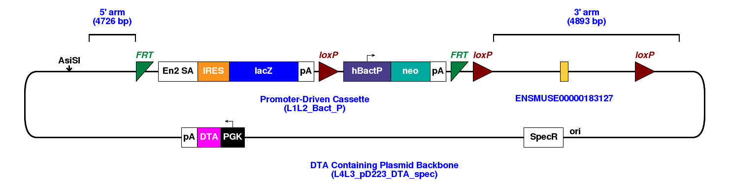 Promoter Driven Final Targeting Vectors